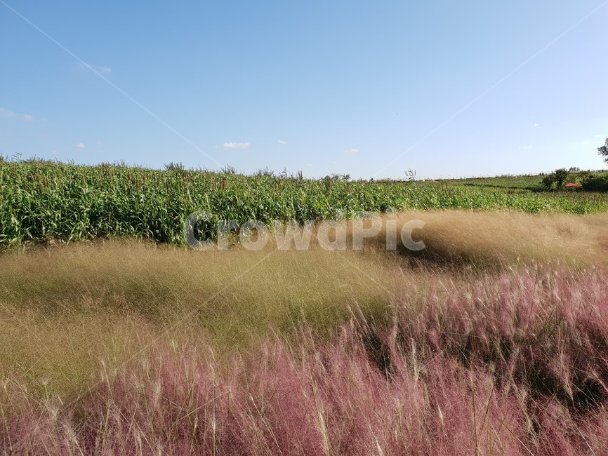 핑크뮬리,들판,가을,하늘,안성,팜랜드,자연,풍경,nature,landscape,vegetation,초목,bush,부시,plant,식물,field,들,outdoors,옥외,grassland,목초지