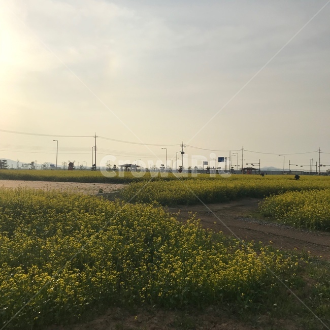 유채꽃,봄,맑은하늘,유채밭,유채,노을