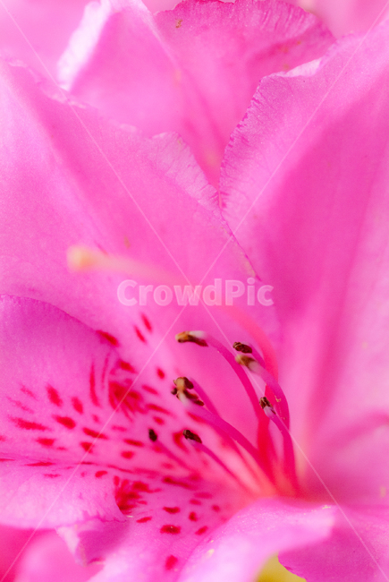 철죽,꽃,봄,접사,아름다움,핑크,봄,계절,spring,season,식물,자연,plants,nature,꽃,flower,plant