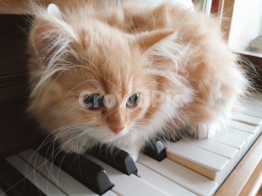 고양이,아기고양이,반려동물,페르시안,노란고양이,치즈고양이,cat,kitty,kitten,동물,애완동물,포유류,귀여운,고양이,cat,kitten,kitty