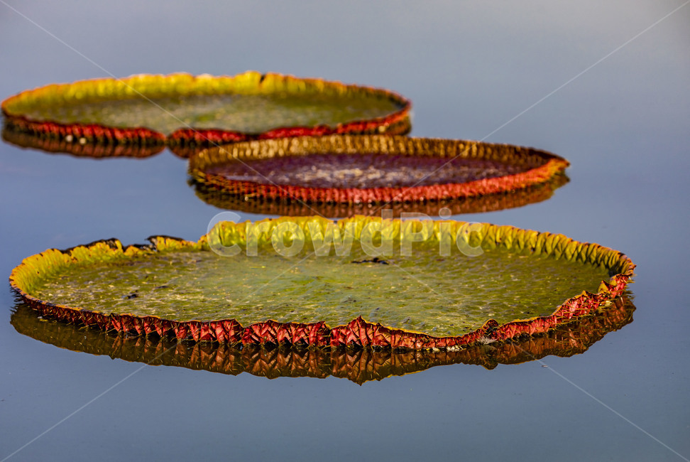 빅토리아연꽃,문양,습지,수상식물,반영,자연,관곡지,연꽃,부엽식물,큰가시연꽃,식물,자연,plants,nature