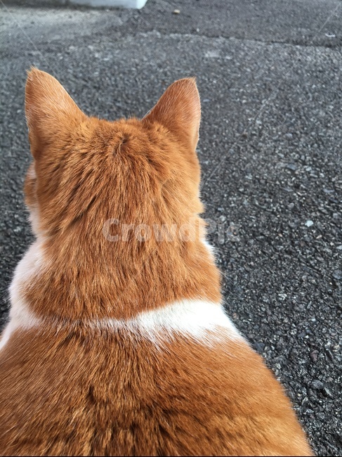 고양이,길고양이,길냥이,뒷모습,앞모습,근엄,진지,동물,animal,포유류,mammal,고양이,cat,kitten,kitty