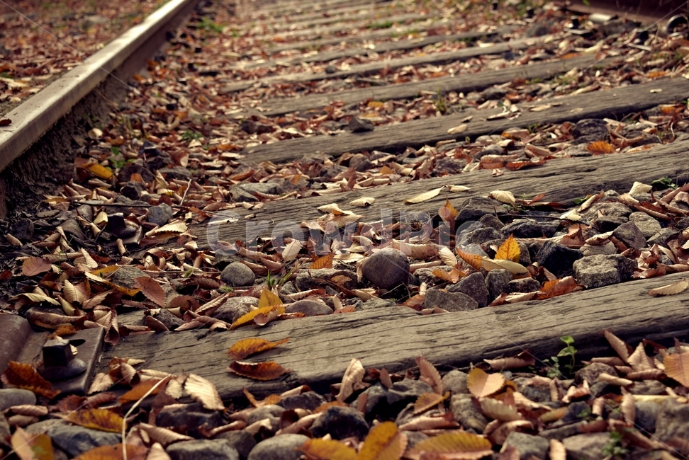 ground,바닥,transportation,교통,traintrack,기찻길,rail,레일,railway,철도,가을,계절,fall,autumn,season,식물,자연,plants,nature