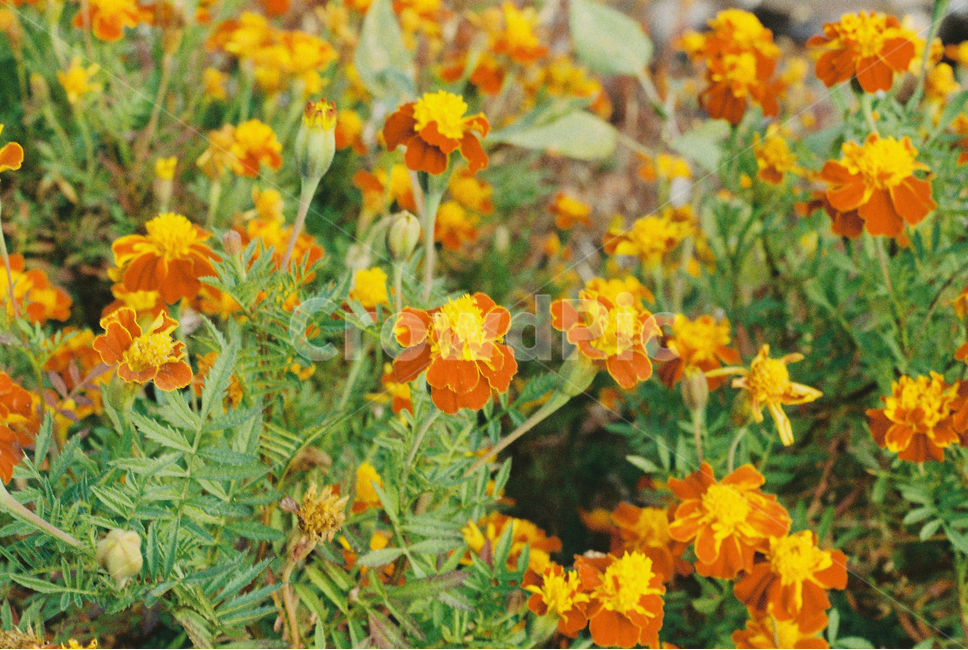 가을,꽃,fall,flower,필름사진,식물,계절,자연,plant,nature,season,film,식물,자연,plants,nature,꽃,flower