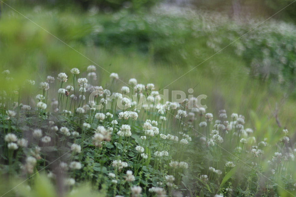 토끼풀,흰색,행운,맑음,봄,식물,자연,plants,nature,꽃,flower