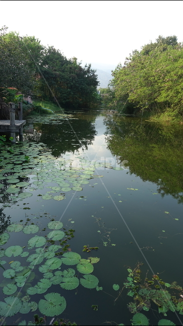 수련,물,호수,outdoor,water,nature,자연,옥외