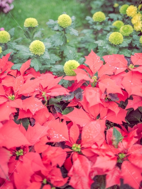 Chrysanthemum,poinsettia,christmas flowers,Pong Pong Chrysanthemum,raindrop,flower,Emotional photo,red flower