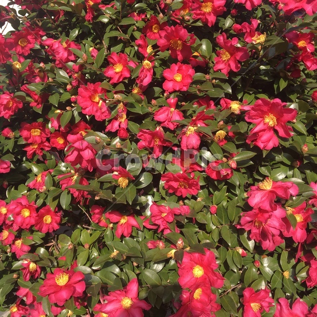 동백,동백꽃,동백나무,꽃,자연,꽃나무,식물,자연,plants,nature,꽃,flower