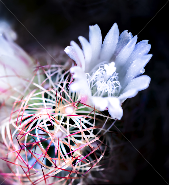 선인장꽃,선인장,꽃,식물,자연,배경,소스,뷰티,아름다운,색,색감,감성,힐링,꽃봉유리,오브젝트,접사,매크로,클로즈업,화초,plants,color,nature,flower,식물,자연,plants,nature,꽃,flower