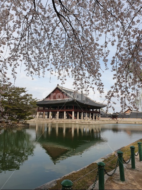 고궁,봄,봄꽃,꽃,경회루,벚꽃