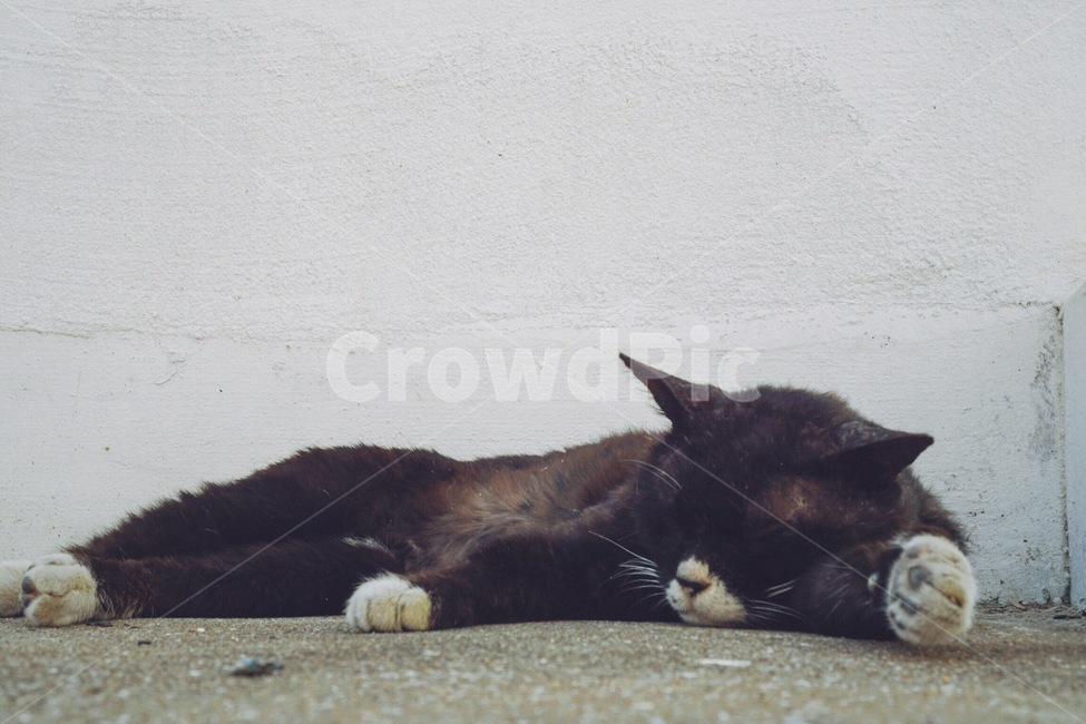 동물,고양이,봄,골목,잠,동물,animal,포유류,mammal,고양이,cat,kitten,kitty