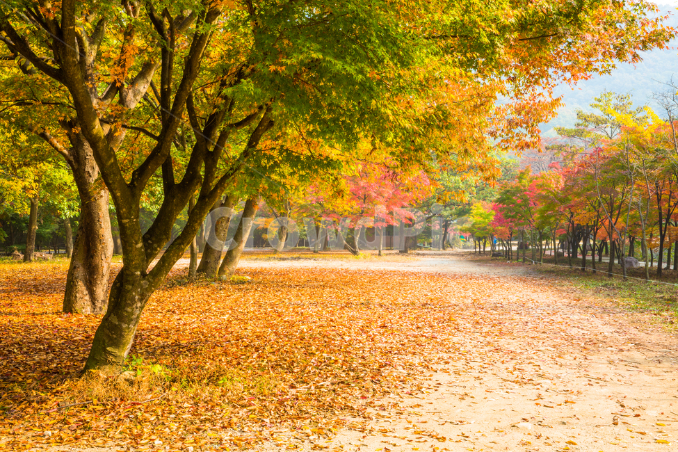 자연,풍경,경관,가을,계절,나무,단풍나무,울긋불긋,추경,만추,내장사,내장산,공원,국립공원,낙엽,잎,단풍잎,단풍,길,오솔길,가로수,가을,계절,fall,autumn,season