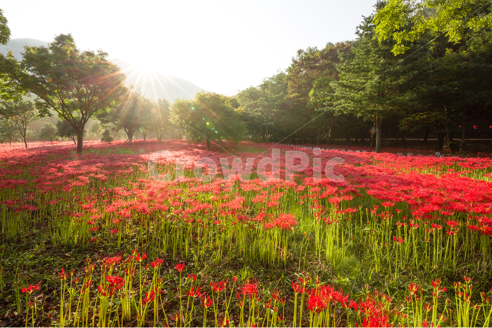 상사화,꽃무릇,일출,아침햇살,빛내림,불갑사,자연,풍경,nature,landscape,grassland,목초지,outdoors,옥외,field,들,flare,플레어,light,빛