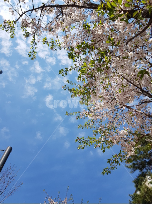 벚꽃,하늘,봄,구름,cherryblossoms,식물,자연,plants,nature,꽃,flower