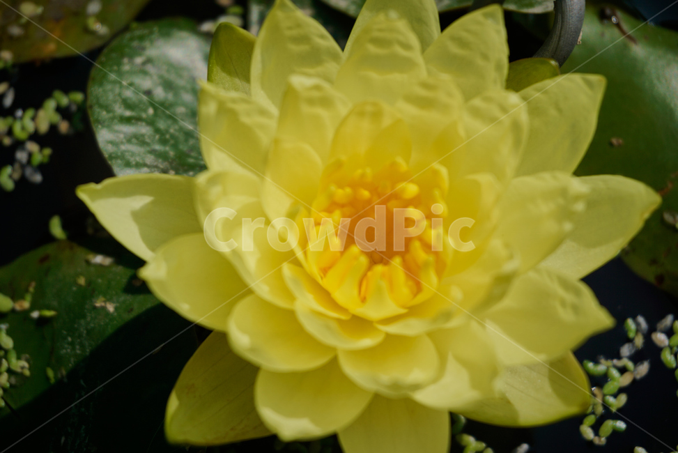 연꽃,노란연꽃,화분,식물,생화,flower,plant,Lotus,수련,Yellowlotus,nature,자연,연잎,꽃잎,yellowflower