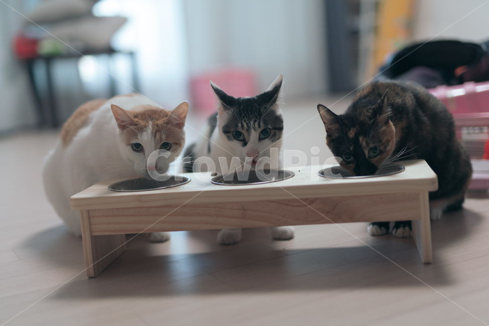 고양이,밥,고양이밥,귀염,cat,동물,animal,포유류,mammal,고양이,cat,kitten,kitty