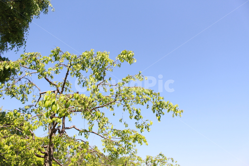 공원,하늘,봄,나무,식물,tree,plant,식물,자연,plants,nature,나무,trees,wood