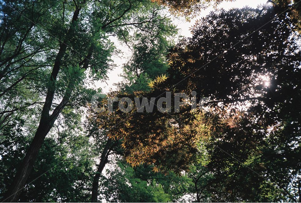 여름,숲,나무,식물,풍경,하늘,자연,풍경,nature,landscape,식물,plants,나무,trees,wood,tree,plant,tree trunk,나무 줄기