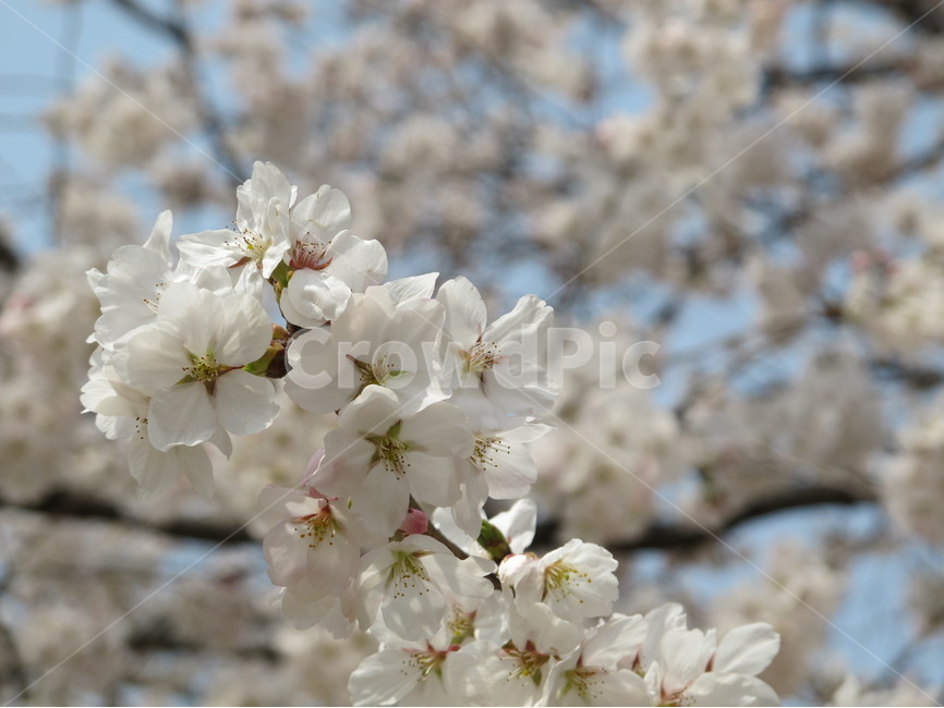 봄,spring,벚꽃,cherryblossoms,꽃,flower,자연,nature,배경화면,wallpaper,식물,plants,봄,계절,spring,season,식물,자연,plants,nature,꽃,flower,plant,blossom,cherry blossom