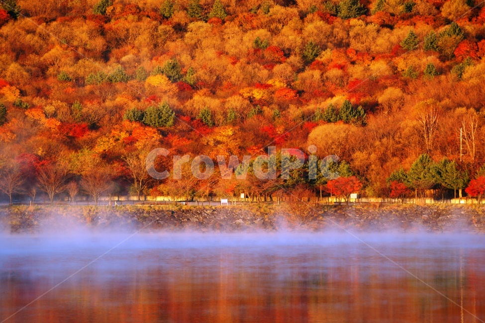tree,나무,물안개,가을,단풍,가을,계절,fall,autumn,season,자연,풍경,nature,landscape,한국자연풍경,한국자연경관,korea nature landscape,plant,식물
