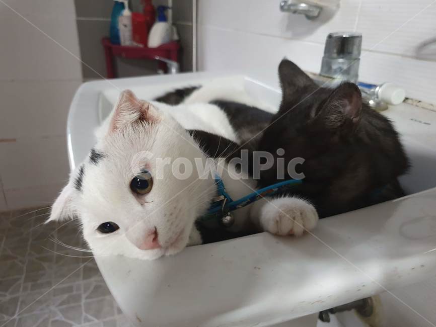 개양이,고양이,동물,반려묘,흰둥이