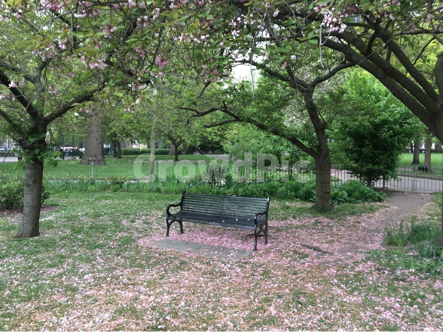 벤치,꽃,공원,파크,휴식,감성,아름다운,영국,park,봄,계절,spring,season,식물,자연,plants,nature,나무,trees,wood,휴식,힐링,rest,relaxation,healing,bench,furniture,가구