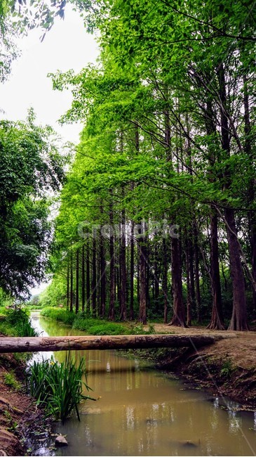 숲,나무,자연,외나무,다리,자연,풍경,nature,landscape,outdoors,옥외