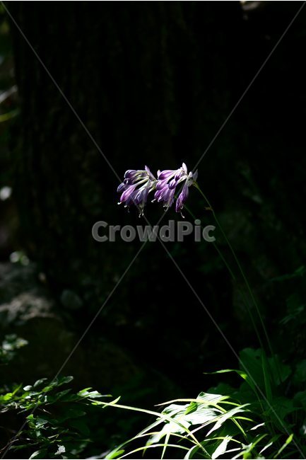 일월비비추,야생화,식물,자연,여름,생태,꽃,힐링,플라워,wildflower,flower,plants,nature,season,감성,느낌,emotion,feeling,여러해살이풀,백합과,비비추속,식물,자연,plants,nature,꽃,flower
