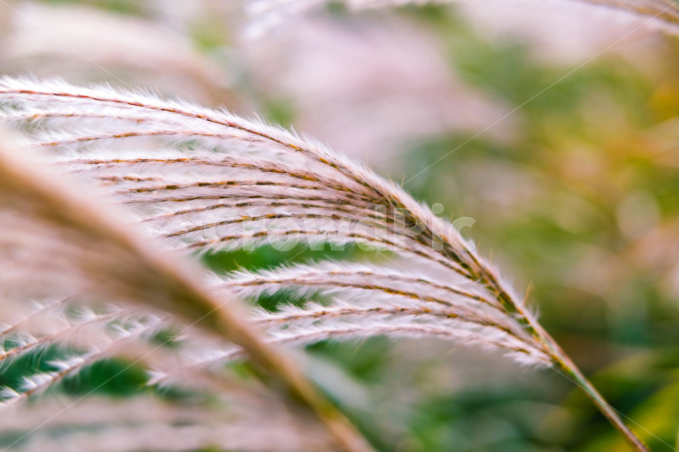 억새,가을,억새밭,가을분위기,억새풀,가을,계절,fall,autumn,season,식물,자연,plants,nature,grass,잔디,plant,lawn,reed,갈대