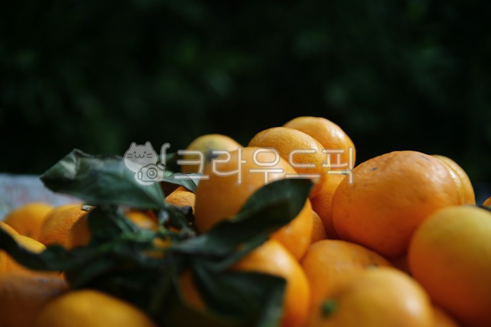 food, 음식, plant, 식물, citrusfruit, 사진,이미지,일러스트,캘리그라피 - anboday작가