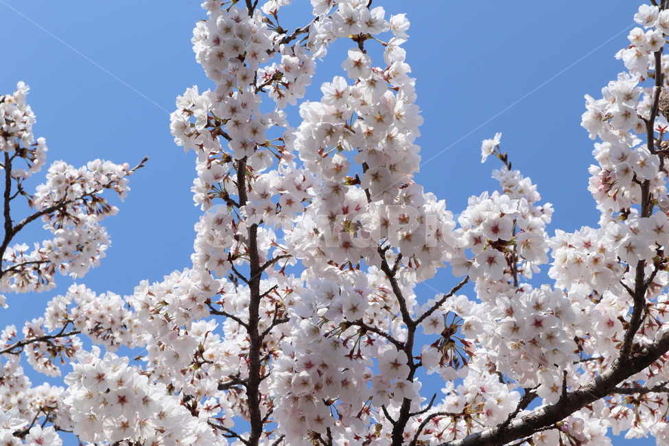 blossom,꽃,flower,식물,plant,벚꽃,맑음,날씨,감성사진,봄,자연