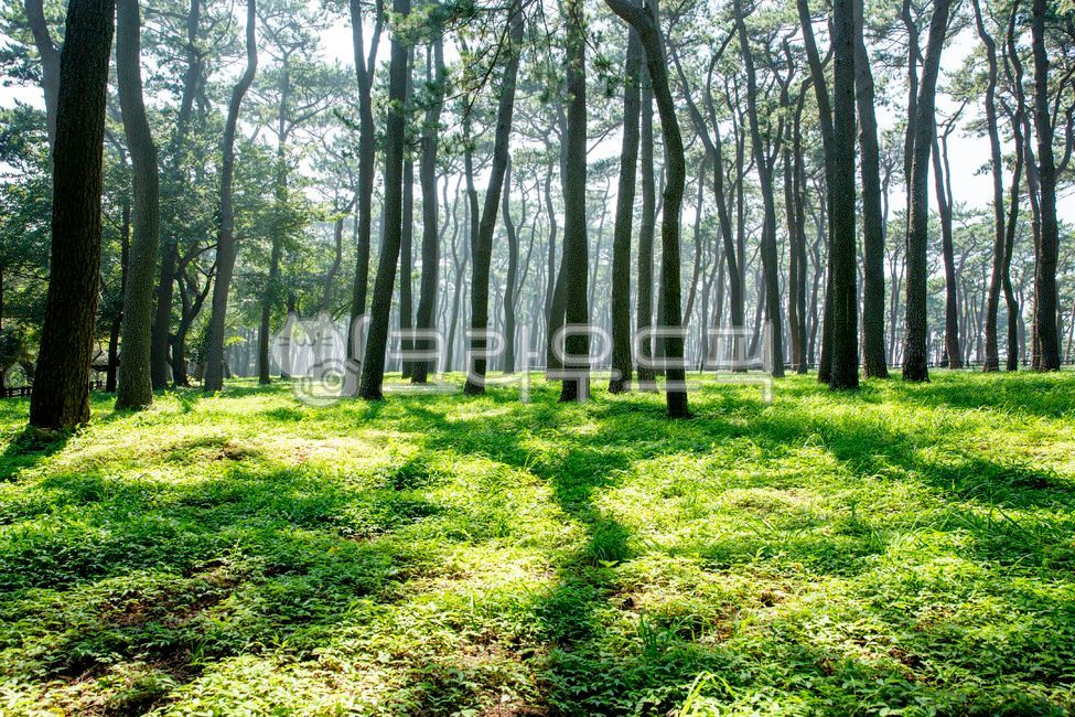 울산,대왕암공원,소나무숲,소나무,맥문동,대왕암