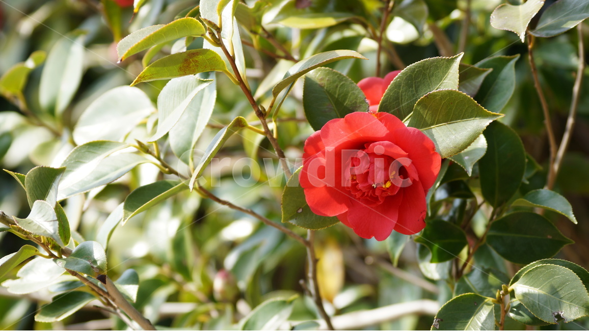 동백,동백꽃,꽃,자연,풍경,식물,자연,plants,nature,꽃,flower