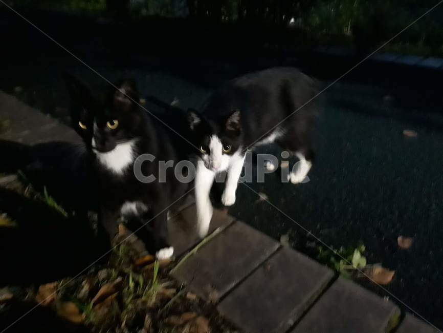 고양이,길냥이,cat,턱시도고양이,길고양이,cats,고양이들,동물,animal,포유류,mammal,고양이,cat,kitten,kitty