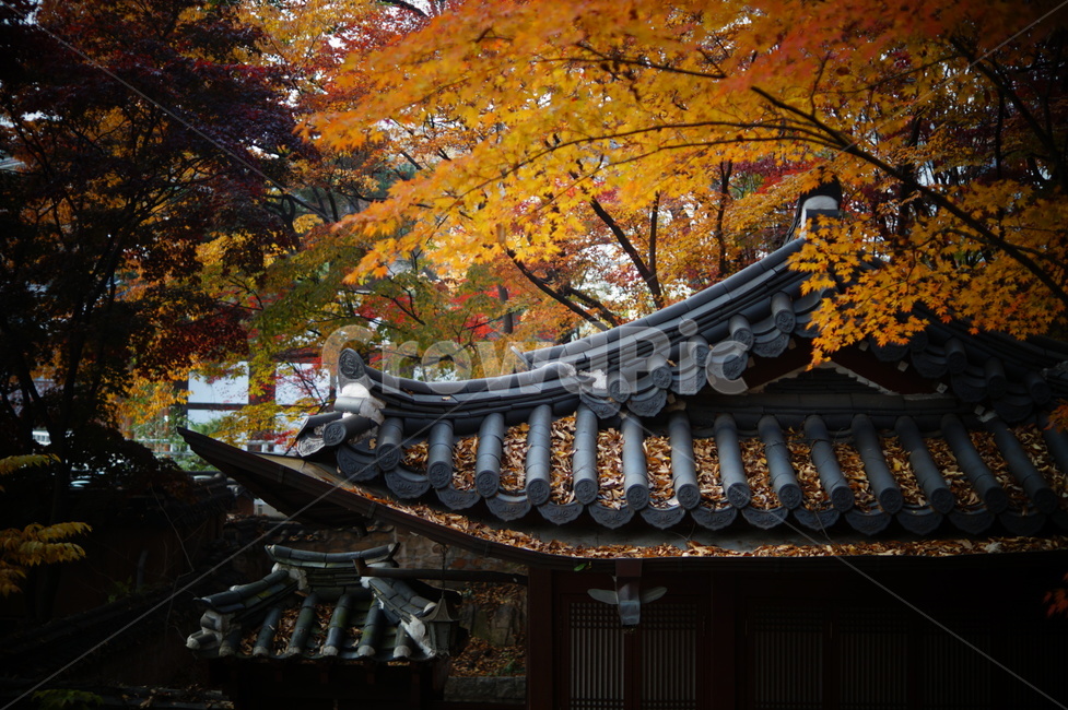 가을,낙엽,단풍,기와,기와지붕,기와집,fall,autumn,fallenleaves,leaves,autumncolors,roof,tileroof,tile,maple,건축물,건물외관,exterior,building,structure,architecture,construction