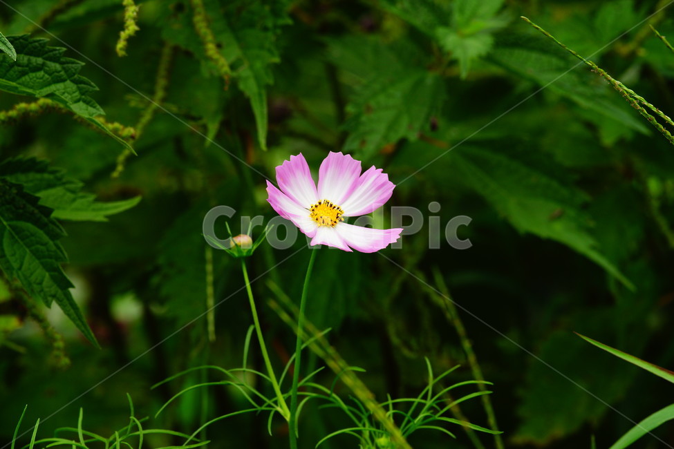 plant,식물,pollen,화분,geranium,blossom,꽃,flower,식물,자연,plants,nature,꽃,flower