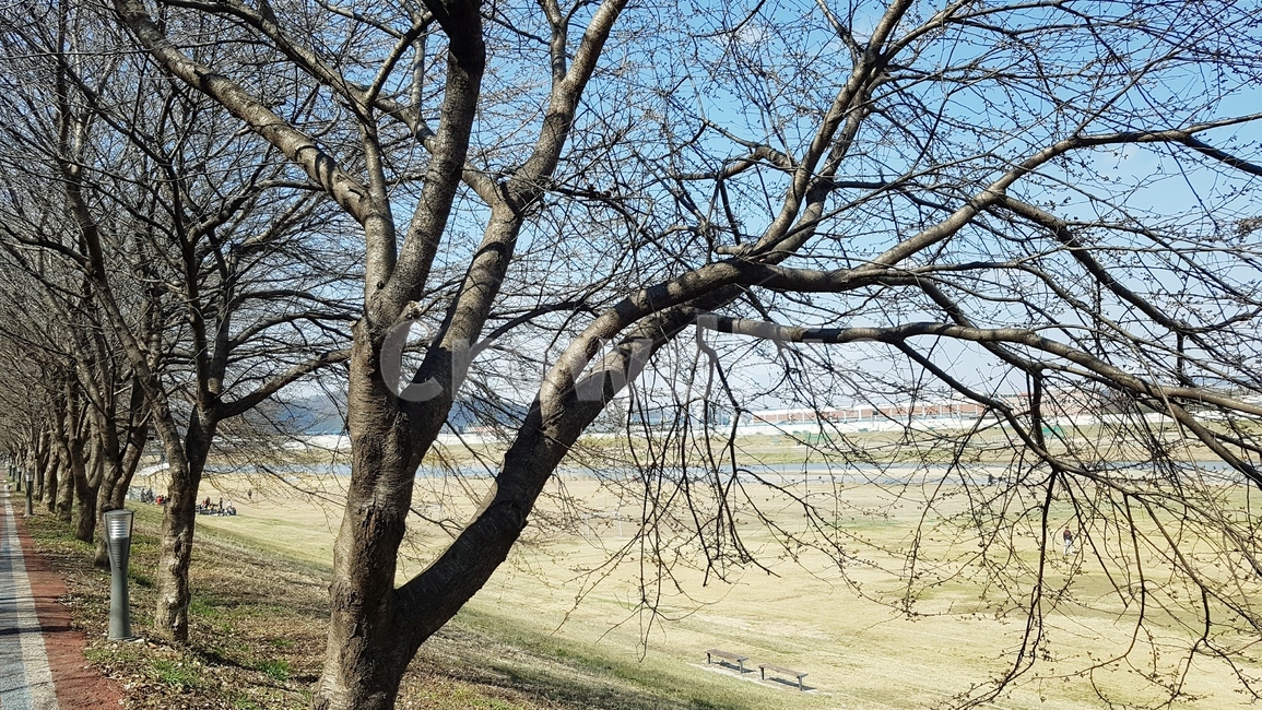 봄나무,강,산책,산책로,강변,공장,하늘,미지먼지없음,깨끗한,맑음,자전거타기,잔디밭,뚝방,쾌청한,자연,풍경,nature,landscape,식물,plants,나무,trees,wood,tree,tree trunk,나무 줄기,plant