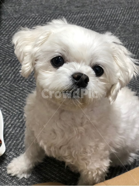 애완견,강아지,pet,puppy,dog,반려동물,푸들,동물,animal,애완동물,개