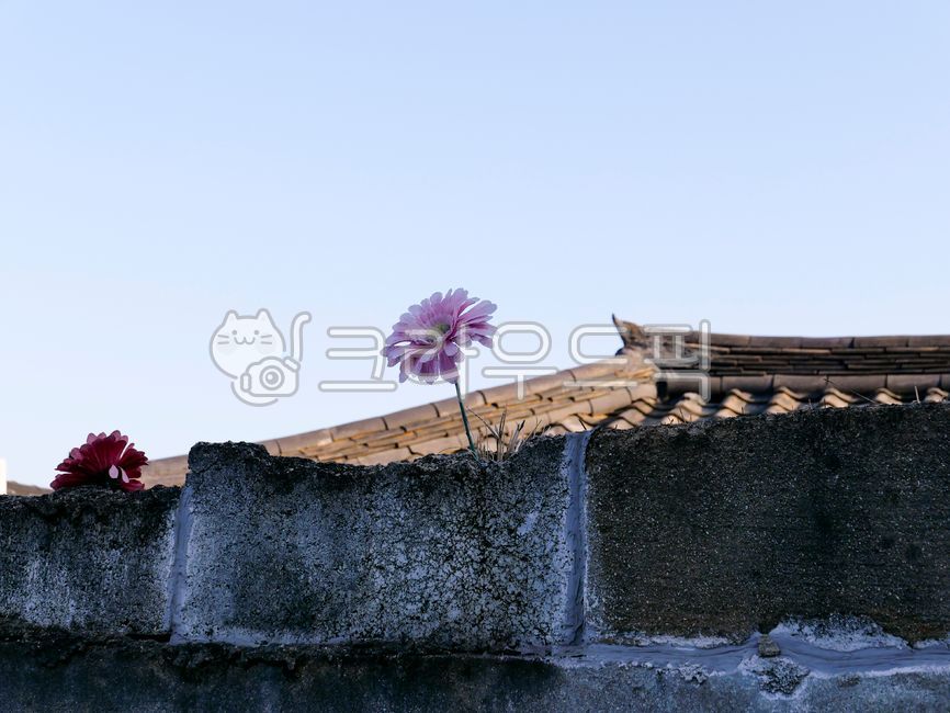 sky,pink,blossom,old,tile,close,building,flower,architecture