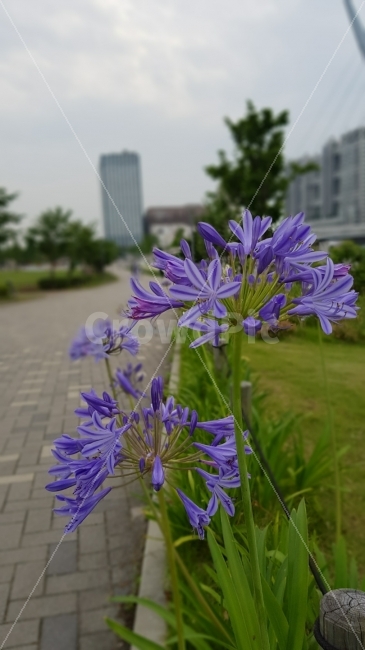 공원꽃,길거리꽃,야생화,보라색꽃,예쁜꽃,꽃,식물,자연,plants,nature,꽃,flower