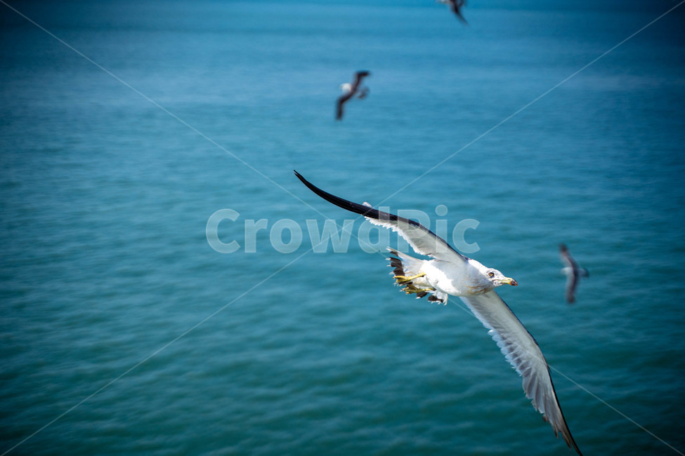 갈매기,새,바다,여름,동물,풍경,자연,animal,조류,bird,해변,색깔,색상,색채,색감,망원,날개,birds