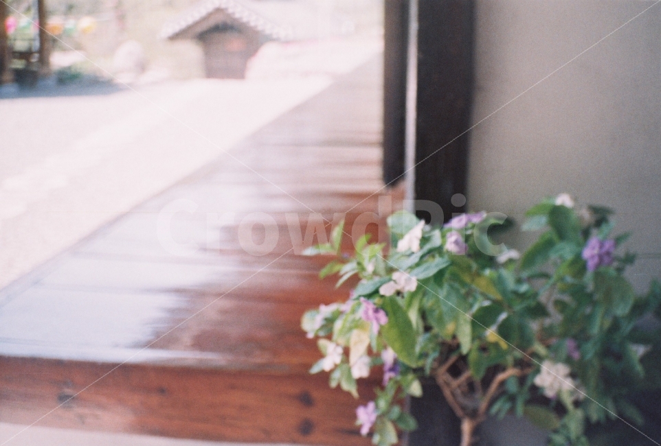 마루,꽃,절,감성사진,장성카메라,필름카메라,필름사진,절마루,식물,자연,plants,nature,꽃,flower,감성,sensible,feeling