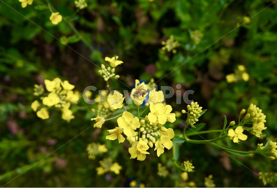 제주,풍경,유채꽃,봄,벚꽃,녹산로,봄,계절,spring,season,식물,자연,plants,nature,꽃,flower,동물,animal,곤충,벌레,insect,bug,plant
