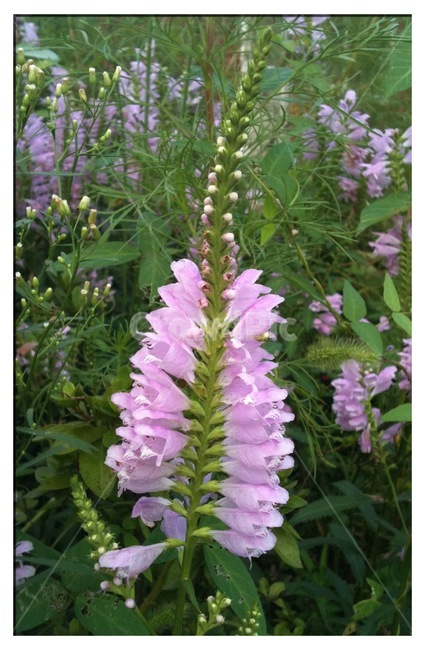 식물,꽃,꽃범의꼬리,자연,flower,식물,자연,plants,nature,꽃,flower