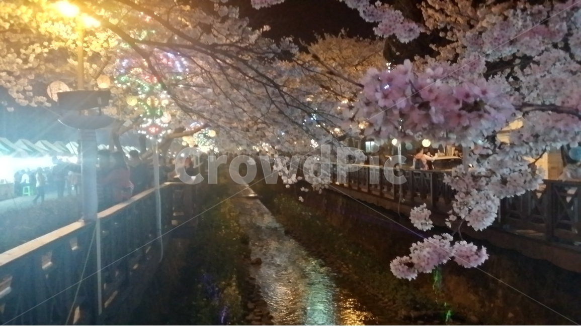 벚꽃,진해,여좌천,군항제,로망스다리,cherryblossom,봄,계절,spring,season,야경,밤,풍경,nightscape,night,landscape,식물,자연,plants,nature,꽃,flower,plant,cherry blossom,blossom
