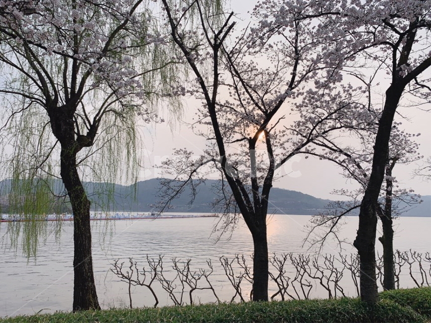 석양,벚꽃나무,느티나무,호수,노을,sunset,lake,cherryblossom,tree