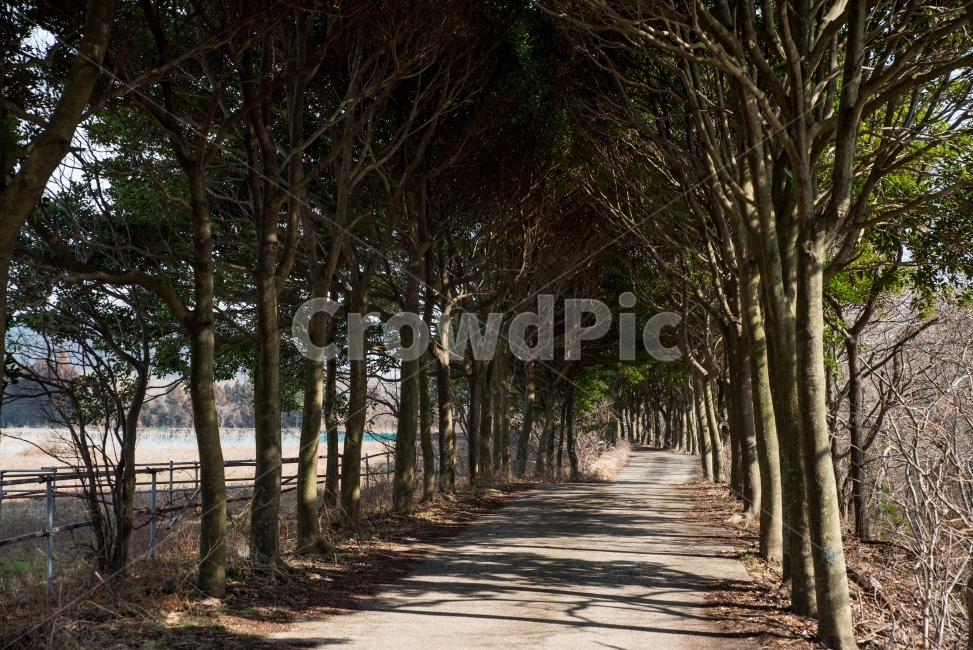 예쁜길,풍경,제주도,나무,산책길,자연,풍경,nature,landscape,식물,plants,나무,trees,wood,tree,plant,outdoors,옥외