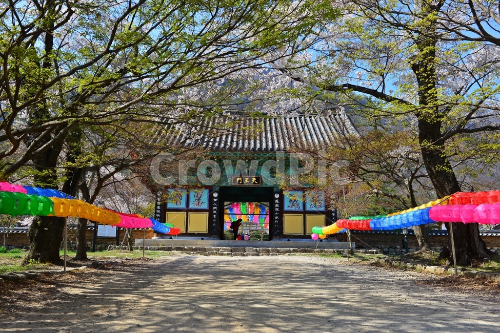 nature,자연,landscape,경치,outdoors,옥외,scenery,풍경,봄,계절,부안,내소사,벚꽃,연등,부처님오신날,사찰,불교,절