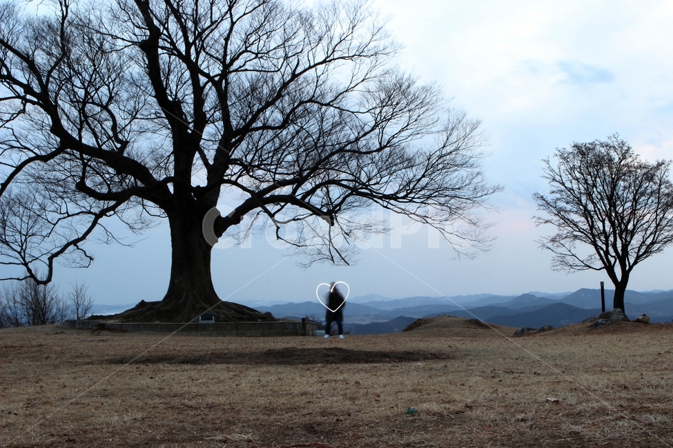 사랑나무,부여,하트,라이트아트,사랑,자연,풍경,nature,landscape,식물,plants,나무,trees,wood,감정표현,기분,feeling,emotion,tree,plant,tree trunk,나무 줄기