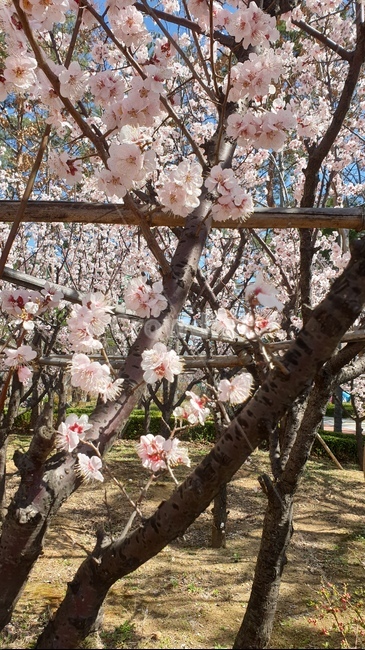plant,식물,cherryblossom,벚꽃,꽃,blossom,flower,spring,tree,봄,나무